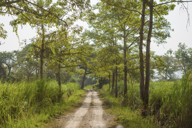 Luxury Safari in Kaziranga National Park Landscape